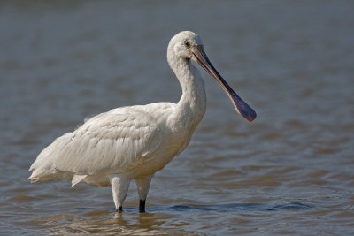 Spoonbill