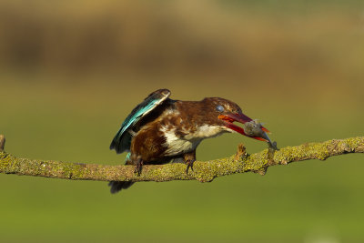 White-throated kingfisher