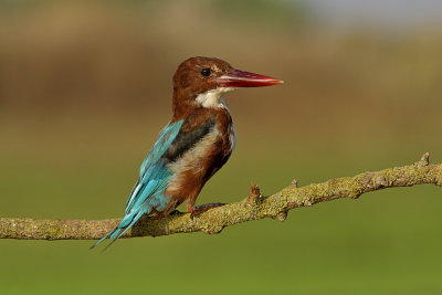 White-throated kingfisher