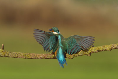 Common Kingfisher