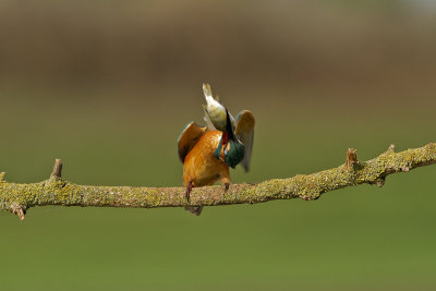 Common Kingfisher