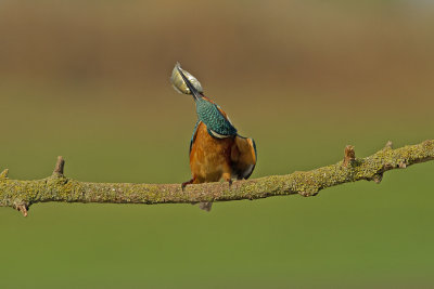 Common Kingfisher