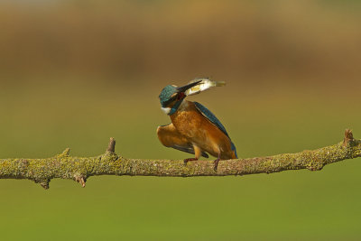 Common Kingfisher