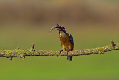 Common Kingfisher