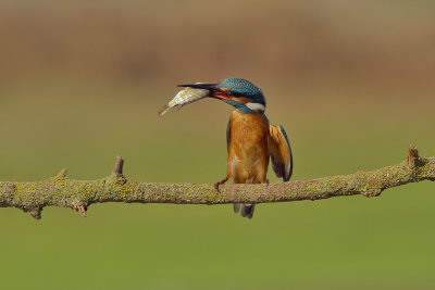 Common Kingfisher