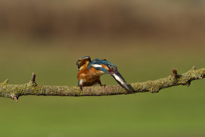 Common Kingfisher