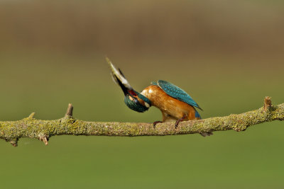 Common Kingfisher