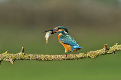 Common Kingfisher