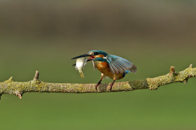 Common Kingfisher