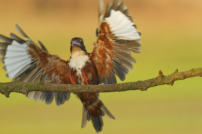 White-throated kingfisher