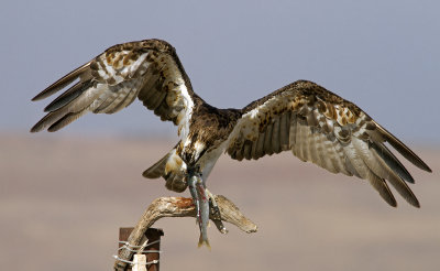 Osprey