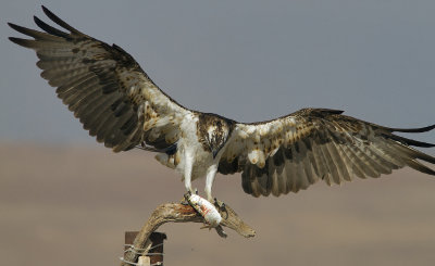 Osprey