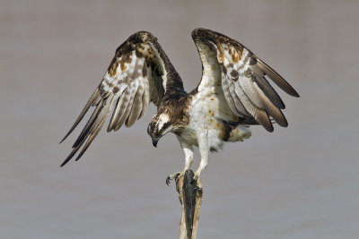 Osprey