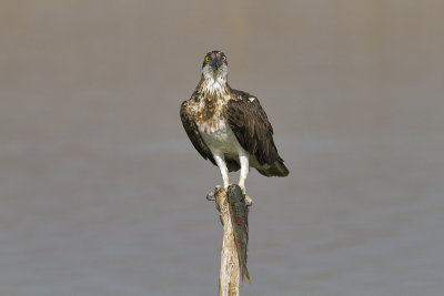 Osprey