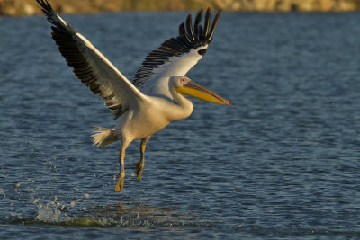 Pelicans