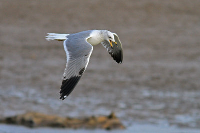 Gull's
