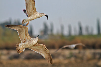 Gull's