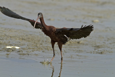 Glossy Ibis