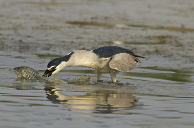 Night Heron