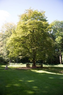 Delville Wood only surviving original tree - 6260.jpg