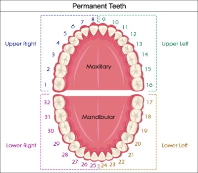 teeth number