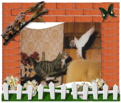 cat and sittich