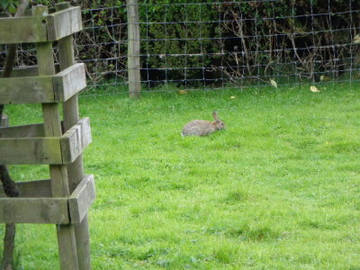 Its Peter Rabbit! 