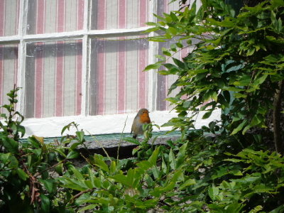 A robin on the window ledge