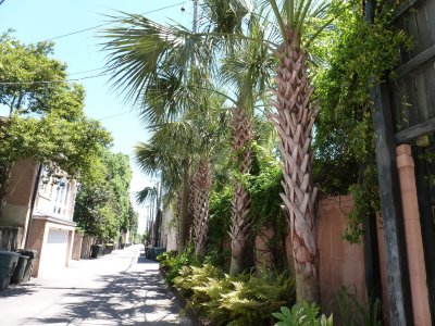 Great alley with plantings