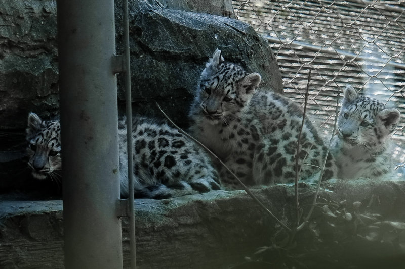 Snow Leopard