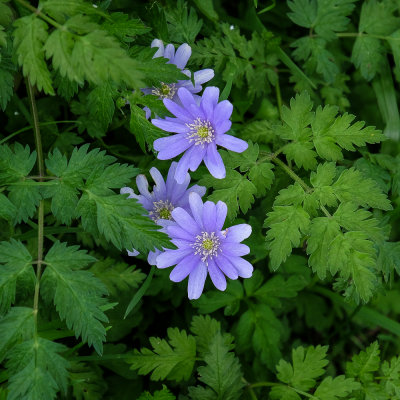 By the pathway to the woods