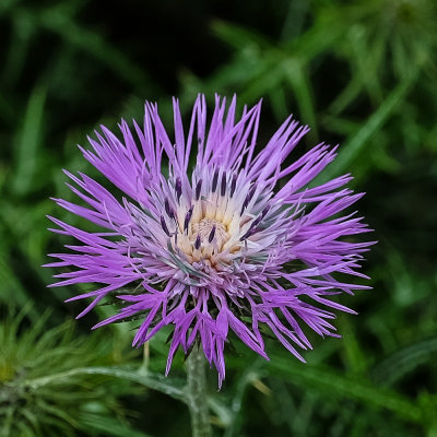 Garden Flowers