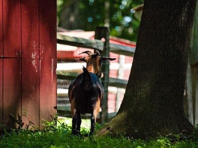 Abma's Farm, NJ