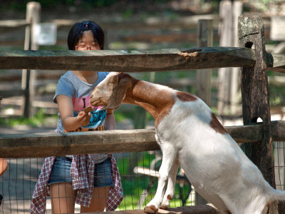 Girl feeding goat, Abma's Farm, NJ