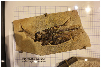 Fossil Butte National Monument