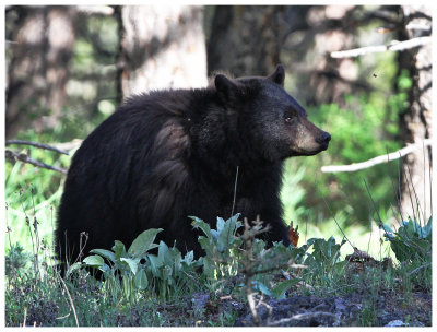 Yellowstone black bear