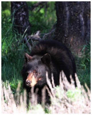 Yellowstone black bear