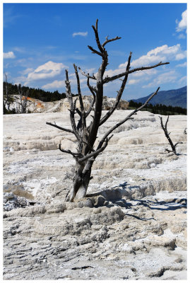 Mammoth Hot Springs, Yellowstone National Park