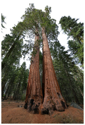 Mariposa Grove of Sequoia