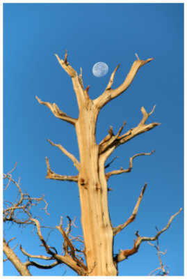 Bristlecone Pine