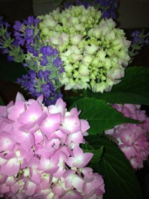 my garden- pure joy for me