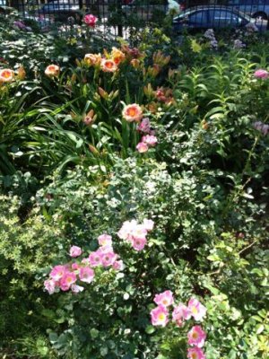 perennials outside of the ice cream shop