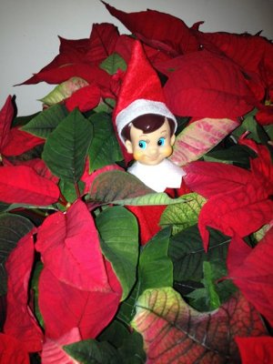 hiding out in the poinsettia