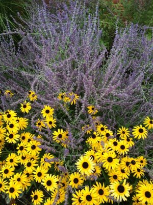 my perennials