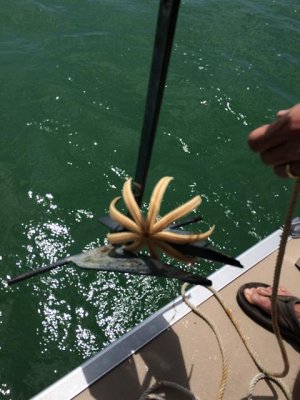 we pulled up anchor and caught a starfish! threw it back...