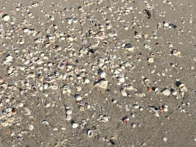 shells