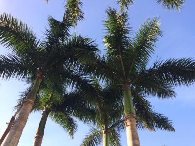 palms