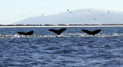 Synchronized whales 0451