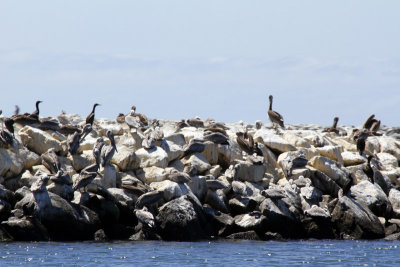 Cormorants and pelicans 0479