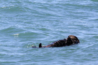 Sea otter, taking five 0466